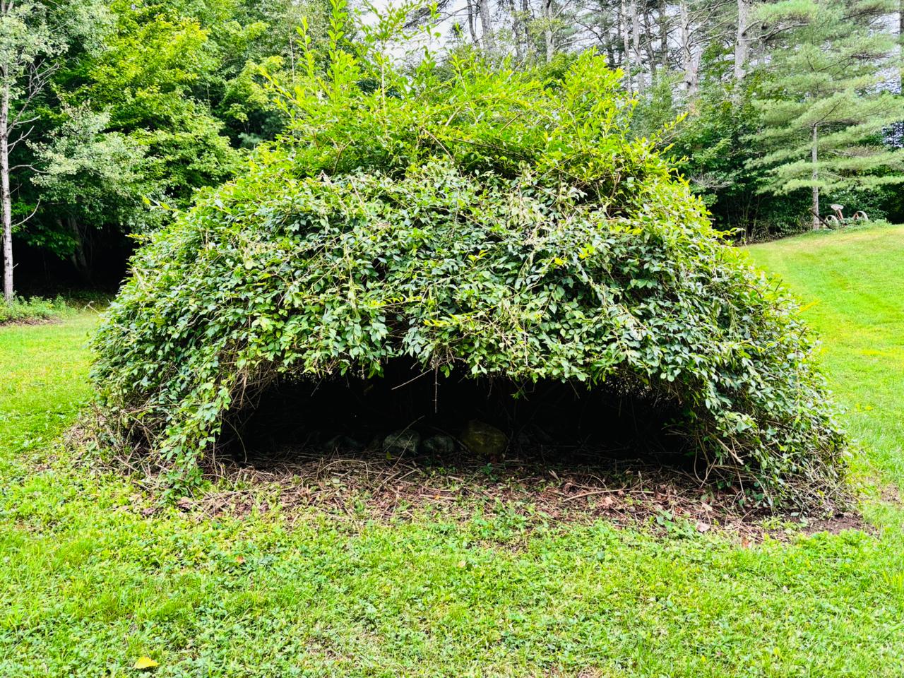 Natural bush shelter in the woods