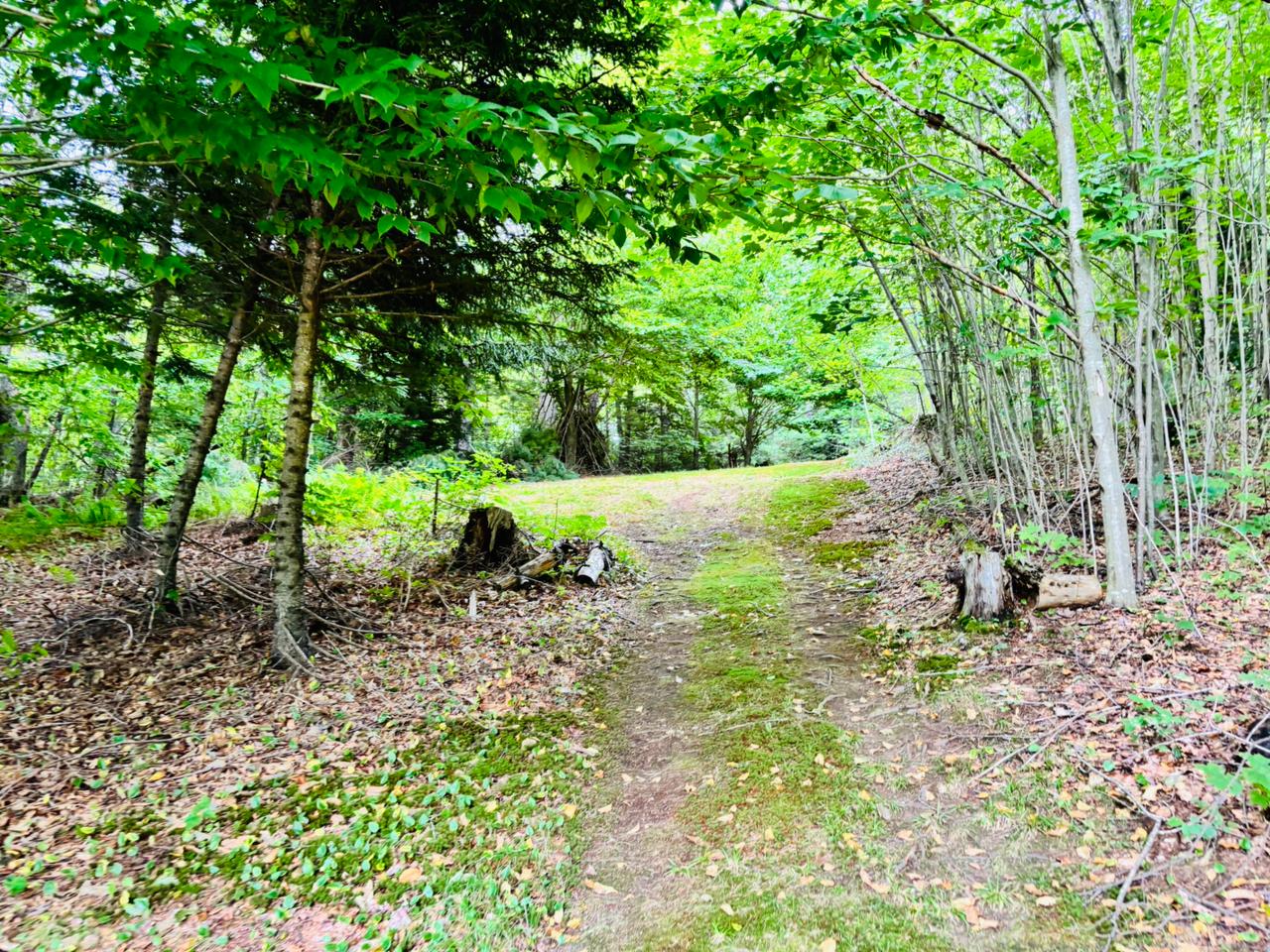 Mossy woodland path through trees